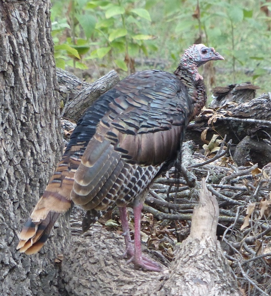 Rio Grande Turkey